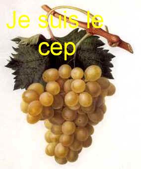 Je suis le vrai cep bonjour Bieuvenue 